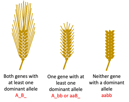 A group of wheat ears