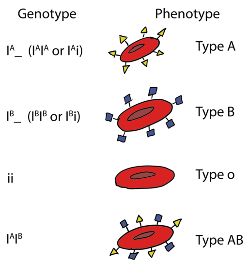 IAIA or IAi genotypes give blood type A phenotype, IBIB or IBi genotypes give blood type B phenotype, ii genotype gives type O phenotype, and IAIB gives type AB phenotype.