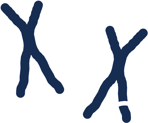 Two replicated chromosomes, depicted as "X" shaped molecules. One has a break, separating part of one arm of the X from the rest of the chromosome.