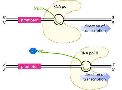 Diagram of RNA polymerase transcribing the beginning of a gene, with mRNA extending outward from the polymerase. As the polymerase moves to the right, the 5' end of the new RNA is capped with an inverted G nucleotide.