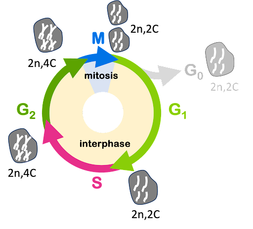 Graphic depicting the cell cycle as a colorful circle, with M phase at the top and G1, S, and G2 arranged clockwise. At the end of each stage, a cell is shown with chromosomes. After G1 phase, cell has 2n = 2C = 4 chromosomes. After S phase and after G2 phase, the cell has 2n = 4C = 4 chromosomes. After M phase, two cells are produced, each with 2n = 2C = 4 chromosomes.