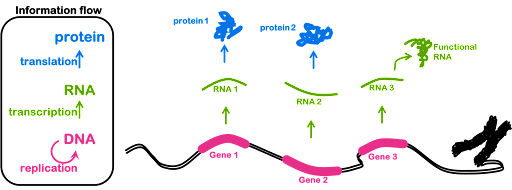 Diagram of a chromosome, with three genes shown. Genes (pink) are interspersed with non-gene sequence (black). Genes are transcribed into RNA (green). RNAs may be translated into protein (blue), or they may serve other purposes in the cell (functional RNA). Information flows from DNA to RNA to protein.