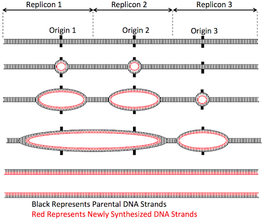 Image of the eukaryotic process of replication