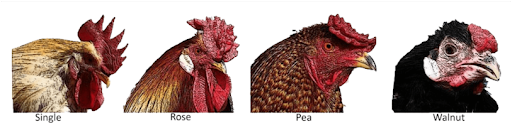 A picture of four roosters with different shaped combs. A single comb has one row of tall, spiky extensions extending to the back of the head. A rose comb is shorter with a field of short protrusions. A pea comb is flatter with ridges and bumps. A walnut comb is short and round, protruding only over the beak of the bird.