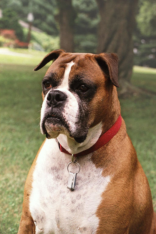 Image of a boxer dog