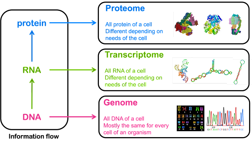 Description of proteome, transcriptome, and genome. All of the protein in a cell makes up the proteome. Different cells of a multicellular organism will have different proteomes. All of the RNA of a cell makes up the transcriptome. Like the proteome, the transcriptome is different depending on cell type. The genome is all of the DNA in a cell. It is mostly the same for every cell in the body of a multicellular organism.