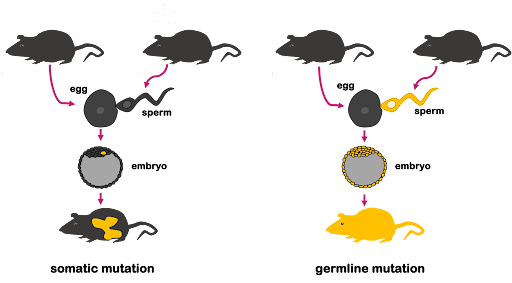 Illustration showing that a somatic mutation will only affect certain cells within the body of an organism, while a germline mutation will affect all cells of the body, including the reproductive cells.