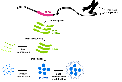 Regulation of gene expression occurs at many levels. Chromatin compaction (Is the gene accessible); Transcription: (How frequently is the gene transcribed); RNA processing (Is the RNA alternatively spliced); Translation (How frequently is the RNA translated); Post-translational modification (Is the protein active); RNA and protein stability (How long to the RNA and protein persist before being degraded by the cell)