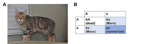 A (left): A tailless Manx cat. B (right) Punnett square illustrating the progeny of two Manx cats,