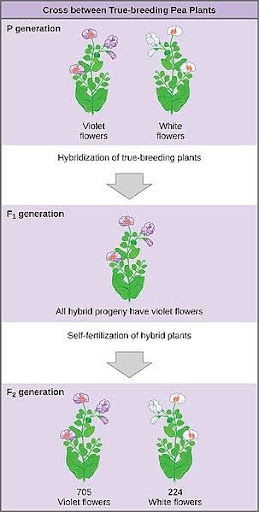 Purple and white flowered plants are crossed to give purple F1 offspring. The purple F1 offspring are self-crossed to give F2 offspring. The F2 offspring include both purple and white flowered plants.