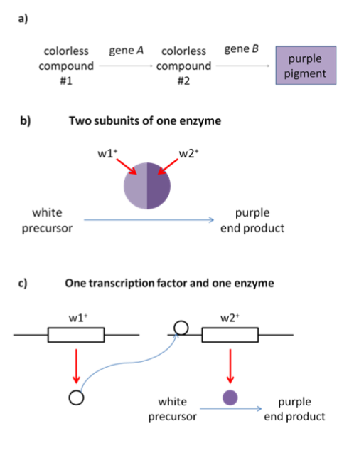 Simple reaction pathway showing production of purple pigment from colorless precursors in two steps. Simple graphic to show two sub-units of an enzyme working together to produce colour