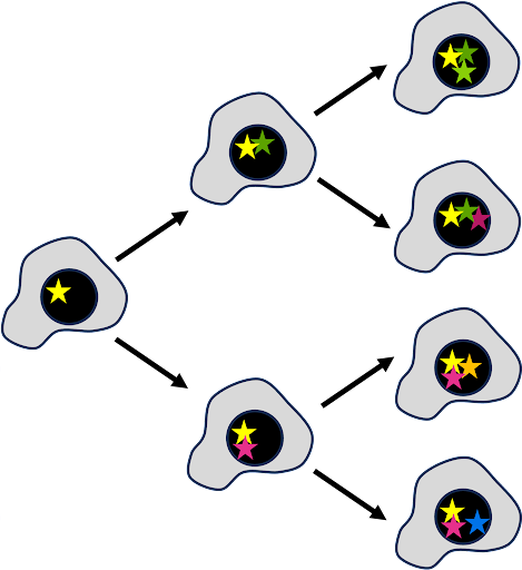 Diagram showing how mutations accumulate as a cell divides