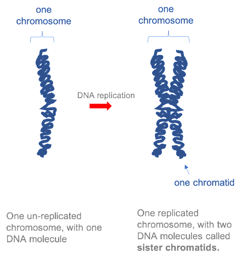 Chromosome Structure – Chromosomes, Genes, and Traits: An Introduction ...