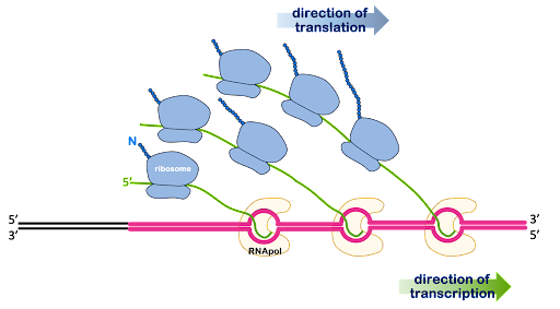 Diagram showing simultaneous transcription and translation of a gene. Three polymerases are shown transcribing the gene in tandem, with RNAs extending upward. Each RNA is being translated by one or more ribosomes.