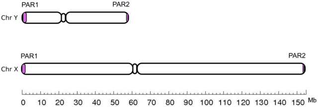 A diagram of the Y and X chromosomes, with pseudo-autosomal regions highlighted at both ends of each chromosome.