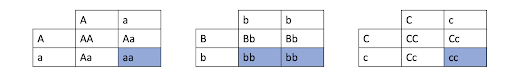 Three Punnett squares, with individuals of the recessive trait highlighted. Left: Aa x Aa. Middle: Bb x bb. Right: Cc x Cc.