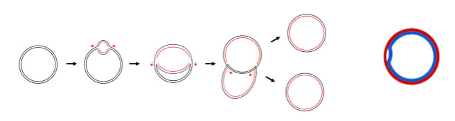 Bacterial chromosomes are replicated bidirectionally from the origin of replication, forming structures that look like the Greek letter theta.