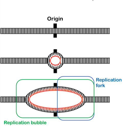 A diagram of a replication bubble forming by unwinding the DNA double helix at the origin of replication