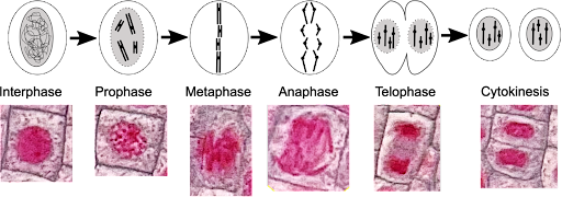 Image showing the stages of interphase/mitosis: interphase, prophase, metaphase, anaphase, telophase, cytokinesis. On the top is a cartoon depiction of the chromosomes. On the bottom is a series of microscope images showing onion root cells in each stage.