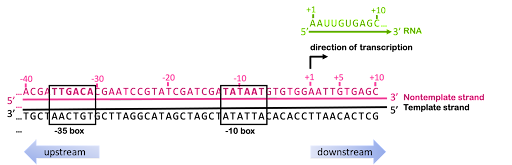 Diagram of the bases around the d. Double-stranded DNA sequence is shown with the nontemplate strand on the top and the template strand on the bottom. The contemplate strand is numbered like a number line with negative numbers to the left of the +1 site and positive numbers to the right. The RNA molecule corresponds to the positive numbered sequences, beginning with the +1 and continuing to the right.