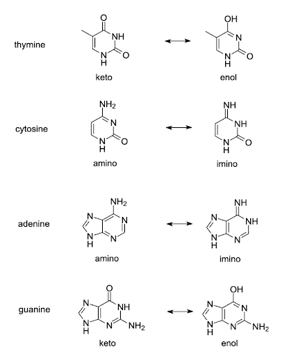 Molecular structures of the common and rare tautomers of thymine, cytosine, adenine, and guanine. The rare tautomers have differences in base-pairing functional groups compared to the common forms.