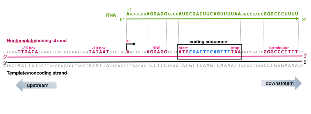 Diagram of a prokaryotic gene, with RNA sequence, nontemplate/coding sequence, and template/noncoding sequence shown. The consensus sequences for -35, -10, +1, RBS, start, stop, and terminator are highlighted in the nontemplate/coding sequence.