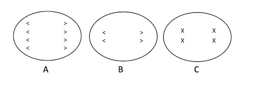 Three cells in different stages of cell division. Cell A shows the separation of 8 chromatids. Cell B shows the separation of 4 chromatids. Cell C shows the separation of 4 replicated chromosomes.