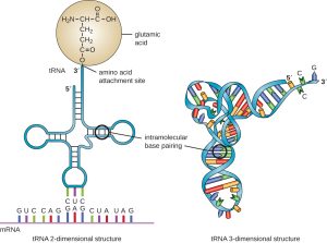 Diagram of a charged tRNA, drawn as a cloverleaf structure on the left. On the right is diagram of an uncharged tRNA with a better approximation of 3D structure.