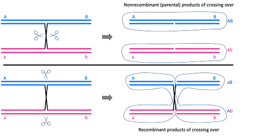 Illustration of the two ways a crossover can be resolved. In the top example the crossover is cut apart to give the original chromosomes. In the bottom example, the crossover is cut apart to give recombinant chromosomes.