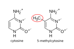 Diagram depicting methylated DNA undergoing replication, with daughter double helices only methylated on one strand. Maintenance methylation methylates the new daughter strand to match the methylation on the parent strand in the double helix.