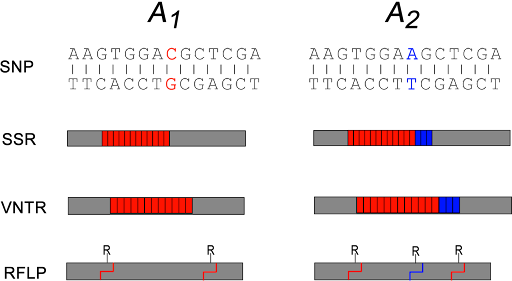 Illustration of four different examples of polymorphisms. SNPs have one base different in a longer sequence. Two sequences are written out as bases, with the SNP shown in either blue or red. SSR are short repeated elements depicted as different numbers of small rectangles lined up next to each other. VNTR care longer repeated elements which can vary in the number of repeats, depicted as larger rectangles. RFLP adds or eliminates a restriction site, indicated by a jagged line across the long rectangle representing DNA sequence.