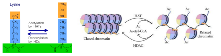 Diagram depicting methylated DNA undergoing replication, with daughter double helices only methylated on one strand. Maintenance methylation methylates the new daughter strand to match the methylation on the parent strand in the double helix.