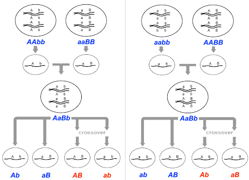 Two homozygous parental meiocytes (AAbb and aaBB) produce gametes, which come together to make a dihybrid F1 with genotype AaBb. Alleles A and b are on the same chromosome, and alleles an and B are on the same chromosome. The dihybrid can make two parental gametes (Ab and aB) and two recombinant gametes (AB and ab). The recombinant gametes are only produced if crossing over occurs.