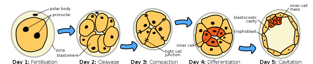 Image depicting a mammalian embryo in the first 5 days of development. Day five is a blastocyst stage, with a hollow ball of trophoblast cells and an inner cell mass.