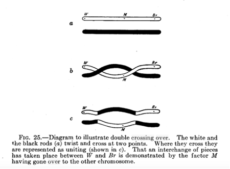 Diagram to illustrate double crossing over. The whit and black rods twist and cross at two points. Where they cross they are repreented as uniting.