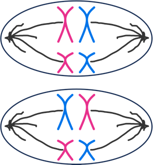 Diagram of how chromosome pairs can be arranged during metaphase I of meiosis. On the top is an illustration of a cell with two pink and two blue chromosomes. The two pink chromosomes are both aligned to the left of the metaphase plate. On the bottom is a cell with one pink and one blue chromosome aligned to the left and one blue and one pink chromosome aligned to the right.