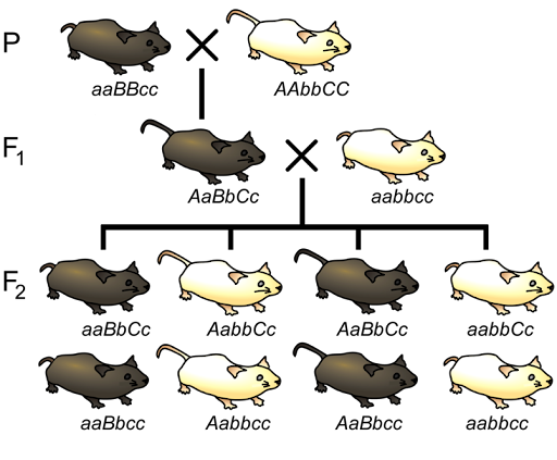 Diagram of a three-point testcross in mice, tracking brown/white fur, long/short tail, ad long/short whiskers.