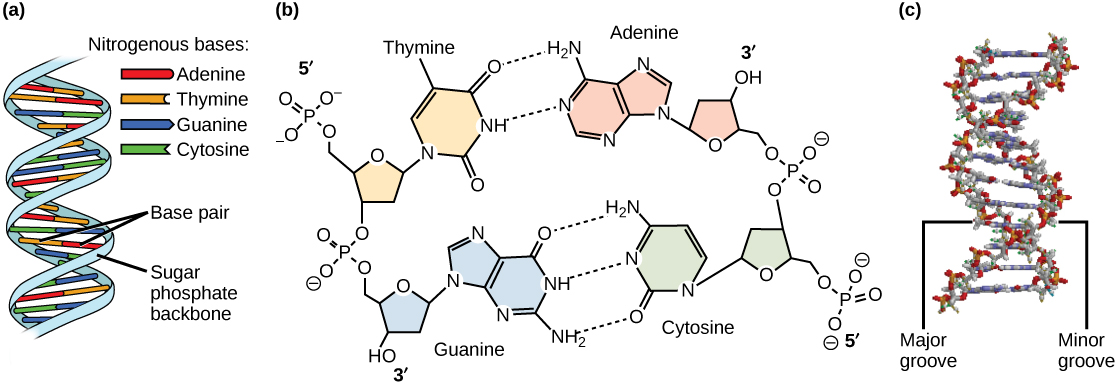 Multipart image showing three different ways of depicting DNA structure.