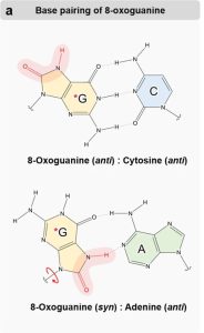 Structure of 8-oxoguanine paired with cytosine and adenine