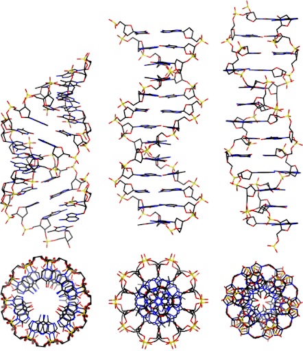 2.5:A-Form, B-Form, and Z-Form of DNA (CC BY-SA 4.0; Mauroesguerroto). A-DNA is a short, squat right-handed helix with the bases slanted around a hollow center axis. B-DNA is the primary form found in the cell, and Z-DNA is a left-handed helix.