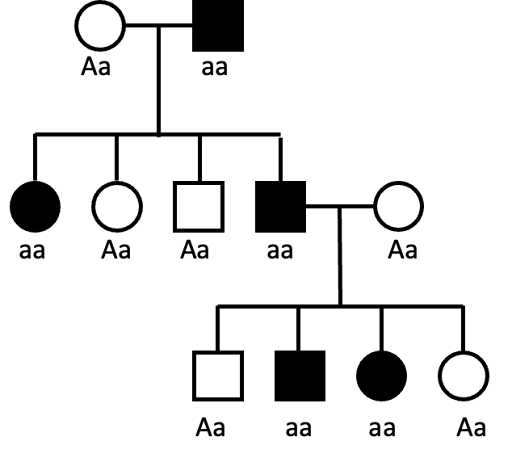 A three-generation pedigree tracking an autosomal recessive trait, with genotypes of all individuals indicated. The trait is present in members of all three generations.