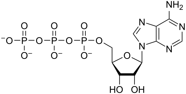 Structure of adenosine triphosphate