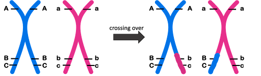 Illustration of crossing over showing that one segment of a pink chromatid has been exchanged for one segment of a blue chromatid.