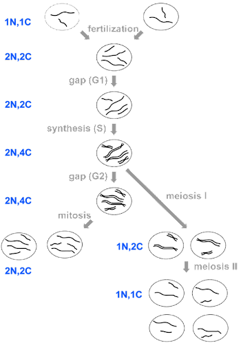 Diagram showing DNA content of cells at each stage of the cell cycle, meiosis, and mitosis.