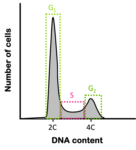 Graph illustrating sample DNA content analysis via flow cytometry. On the x-axis is DNA content, and on the y-axis is number of cells. A two-peaked line is seen on the graph, with the first peak higher than the second. The first peak corresponds to cells in G1 phase. The second peak corresponds to cells in G2 phase. And the connecting region corresponds to cells in S phase.