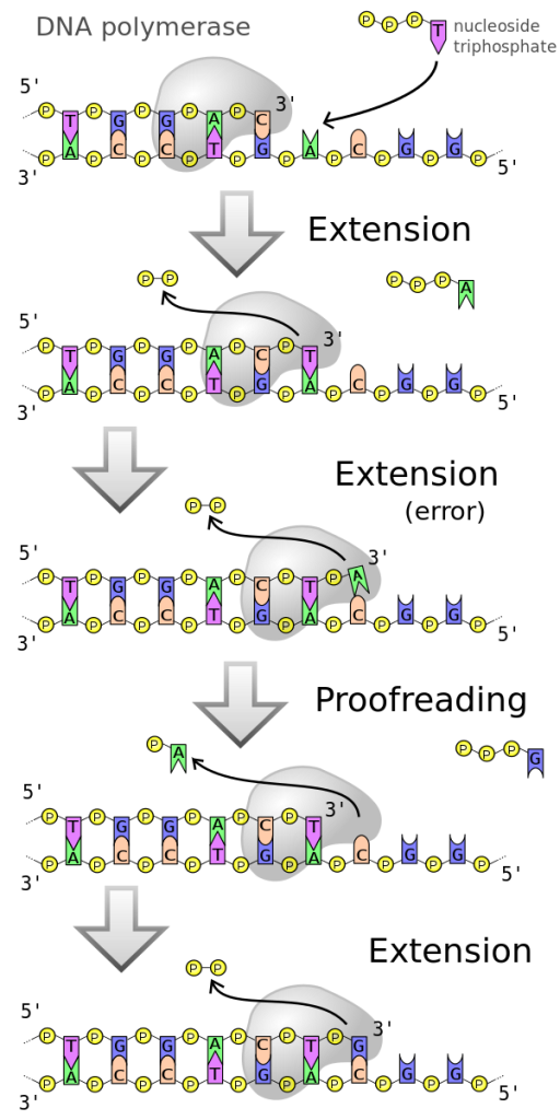 Diagram depicting the biochemistry of elongation during DNA synthesis. The alpha phosphate of incoming nucleotide triphosphate is connected to the 3' end of a growing daughter strand. In the process, the beta and gamma phosphates are lost.