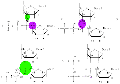 Chemistry of replication and transcription adds nucleotides to the 3' end of a growing polymer. The 3'OH group of the polymer forms a phosphodiester bond with an incoming nucleotide triphosphate substrate. Two phosphate groups are left behind in this reaction.