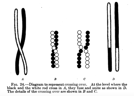 Screenshot of an image of crossing over from TH Morgan's The Mechanism of Mendelian Heredity