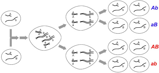 Illustration showing independent assortment of genes on separate chromosomes during the production of gametes, regardless of whether alleles were inherited from the same parent.