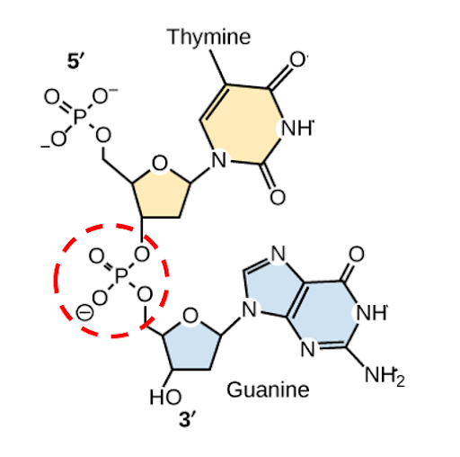 Dinucleotide of thymine and guanine, with phosphodiester bond linking the 3' carbon of thymine with the 5' carbon of guanine.